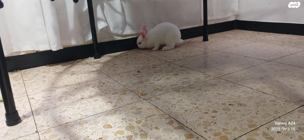 מכרסם ארנב ננסי