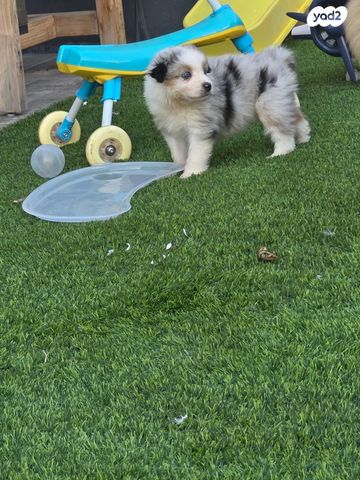 כלב רועים אוסטרלי