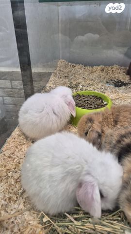 מכרסם ארנב שמוט אוזניים