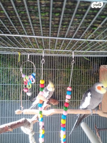 תוכי קוקוטייל