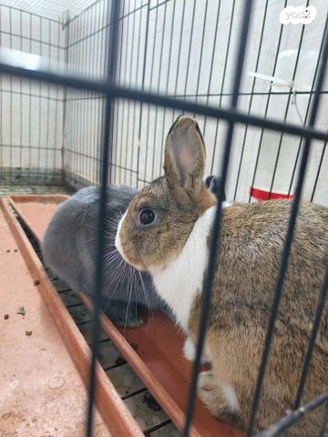 מכרסם ארנב ננסי