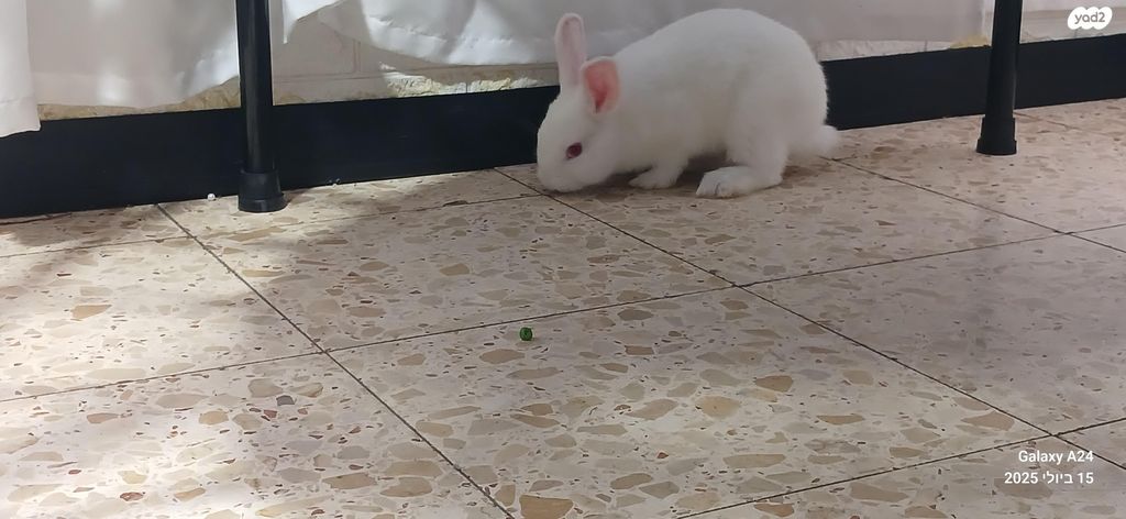 מכרסם ארנב ננסי