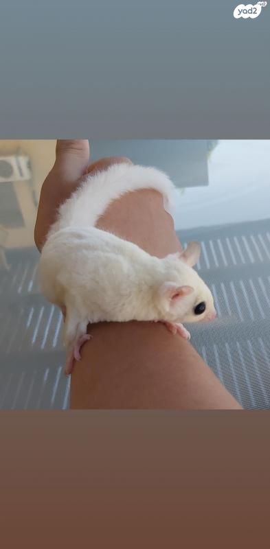 מכרסם סנאי מעופף \ שוגר