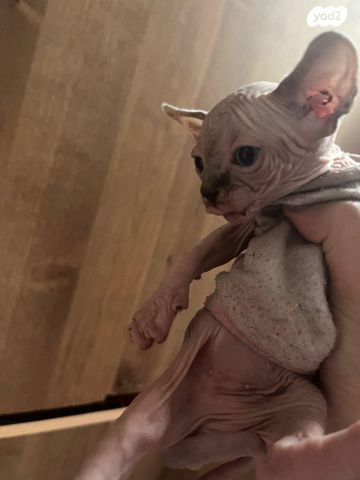 חתול ספינקס