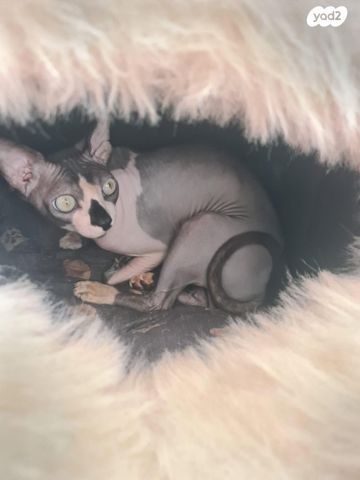 חתול ספינקס