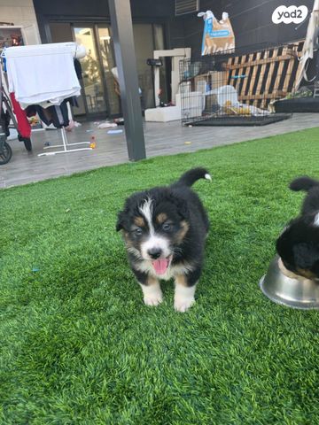 כלב רועים אוסטרלי