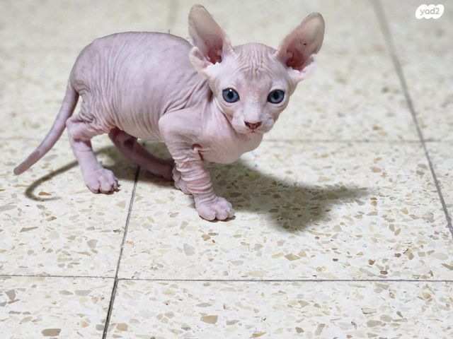 חתול ספינקס