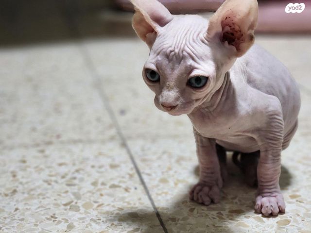 חתול ספינקס