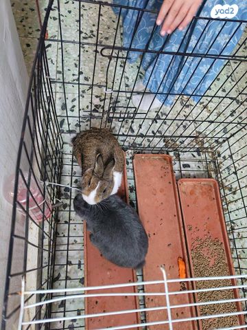 מכרסם ארנב ננסי