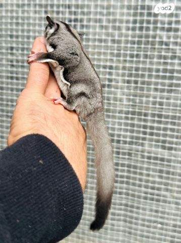 מכרסם סנאי מעופף \ שוגר