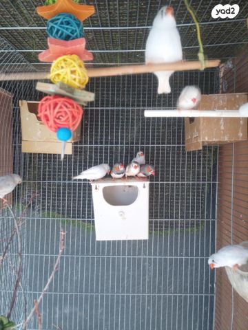 תוכי קוקוטייל