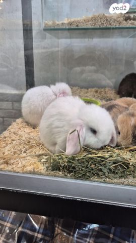 מכרסם ארנב שמוט אוזניים