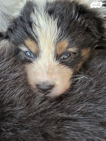 כלב רועים אוסטרלי