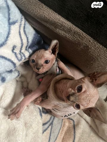 חתול ספינקס