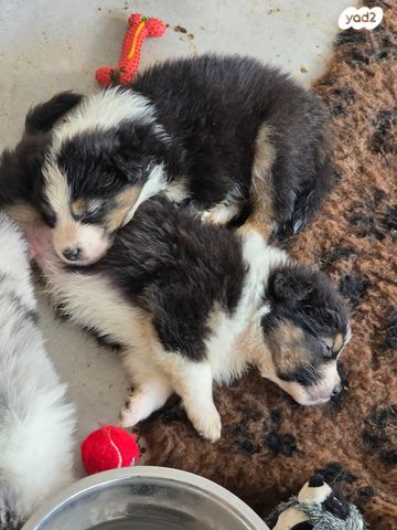 כלב רועים אוסטרלי