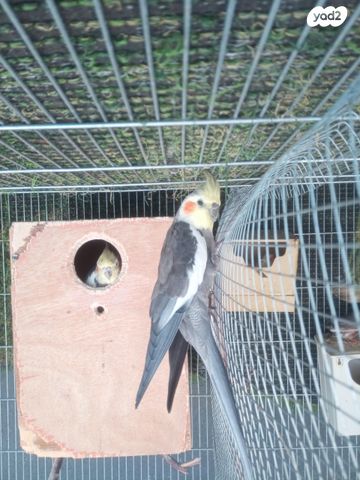 תוכי קוקוטייל