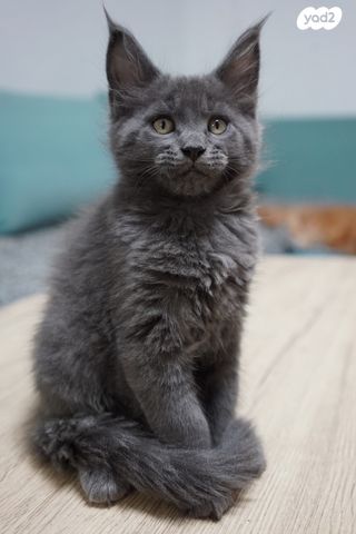 חתול מיין קון