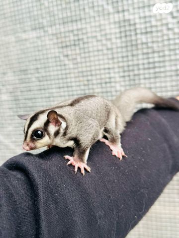 מכרסם סנאי מעופף \ שוגר