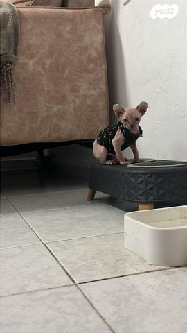 חתול ספינקס