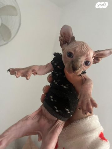 חתול ספינקס