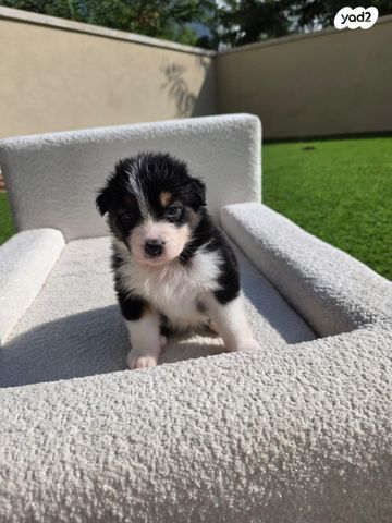 כלב רועים אוסטרלי