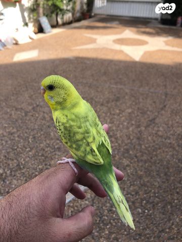 תוכי קוקוטייל