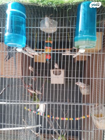 תוכי קוקוטייל