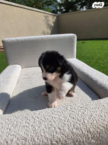 כלב רועים אוסטרלי