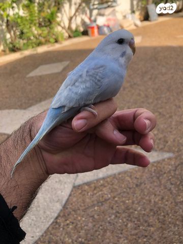 תוכי קוקוטייל