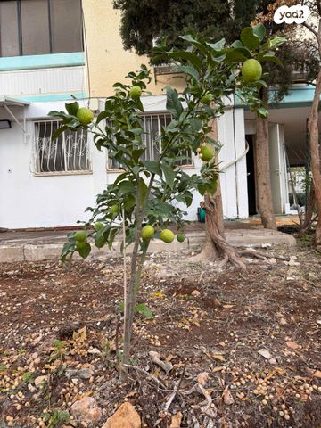 דירת גן, מנחם בגין 79, שאר העיר, חצור הגלילית