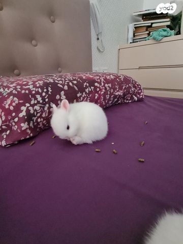 מכרסם ארנב ננסי