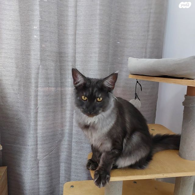 חתול מיין קון