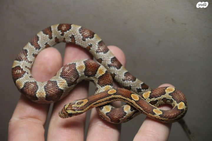 תמונת מודעה - חיות מחמד