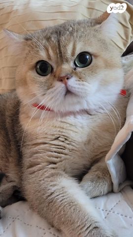 תמונת מודעה - חיות מחמד