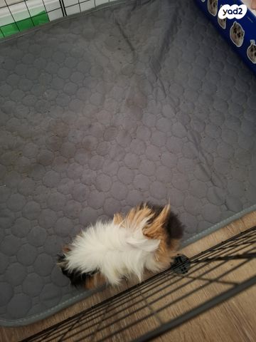 תמונת מודעה - חיות מחמד