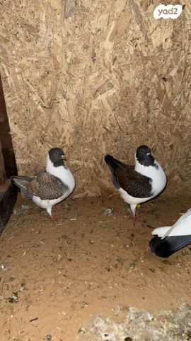 תמונת מודעה - חיות מחמד