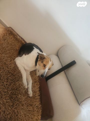 תמונת מודעה - חיות מחמד