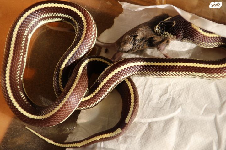 תמונת מודעה - חיות מחמד