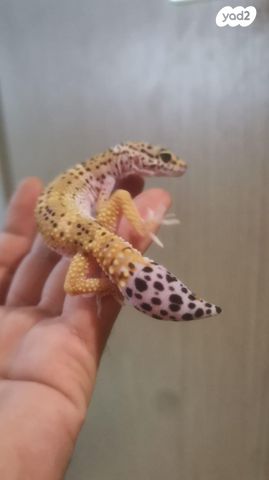 תמונת מודעה - חיות מחמד