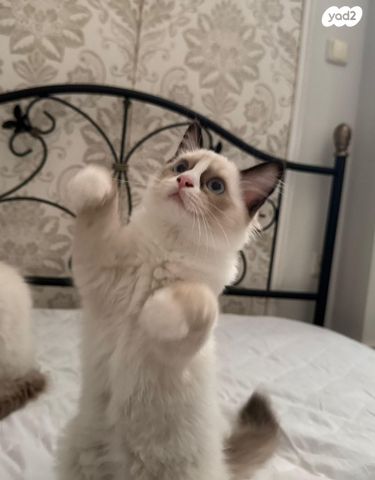 תמונת מודעה - חיות מחמד