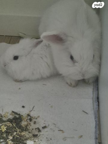 תמונת מודעה - חיות מחמד