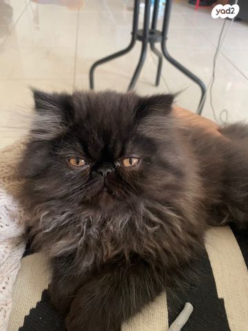 תמונת מודעה - חיות מחמד