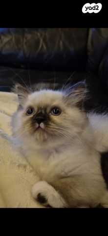 תמונת מודעה - חיות מחמד