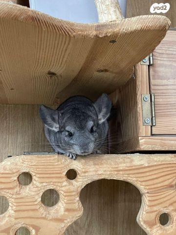 תמונת מודעה - חיות מחמד