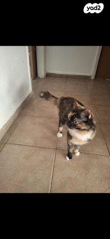 תמונת מודעה - חיות מחמד