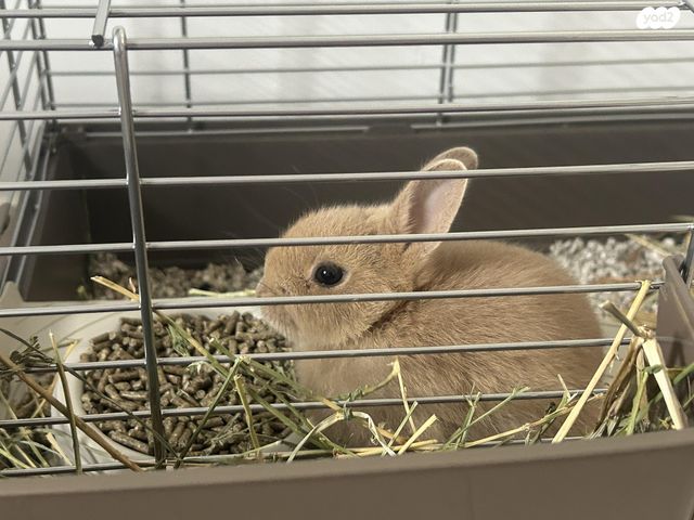 תמונת מודעה - חיות מחמד