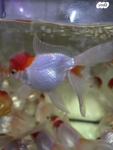 תמונת מודעה - חיות מחמד