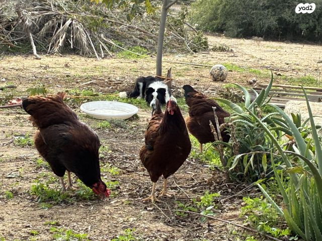 תמונת מודעה - חיות מחמד