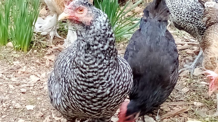 תמונת מודעה - חיות מחמד