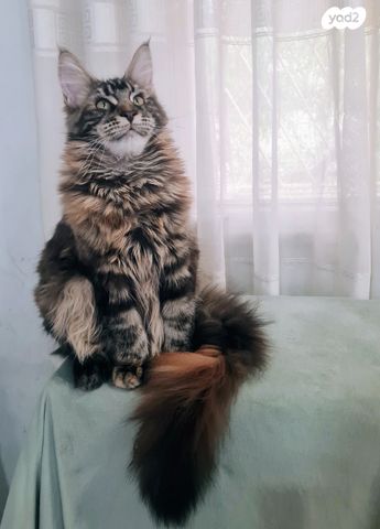 תמונת מודעה - חיות מחמד